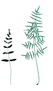 <i>Pellaea atropurpurea</i> Species of fern