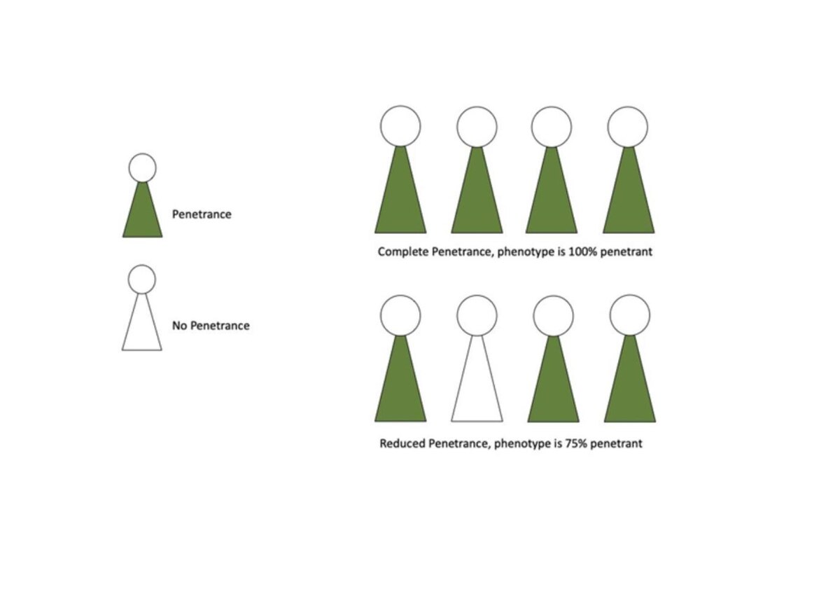 PDF) Genetic variants associated with breast size also influence