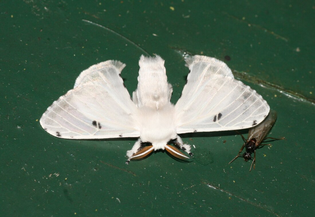 Bombycidae