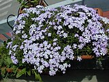 Phlox subulata, or moss phlox