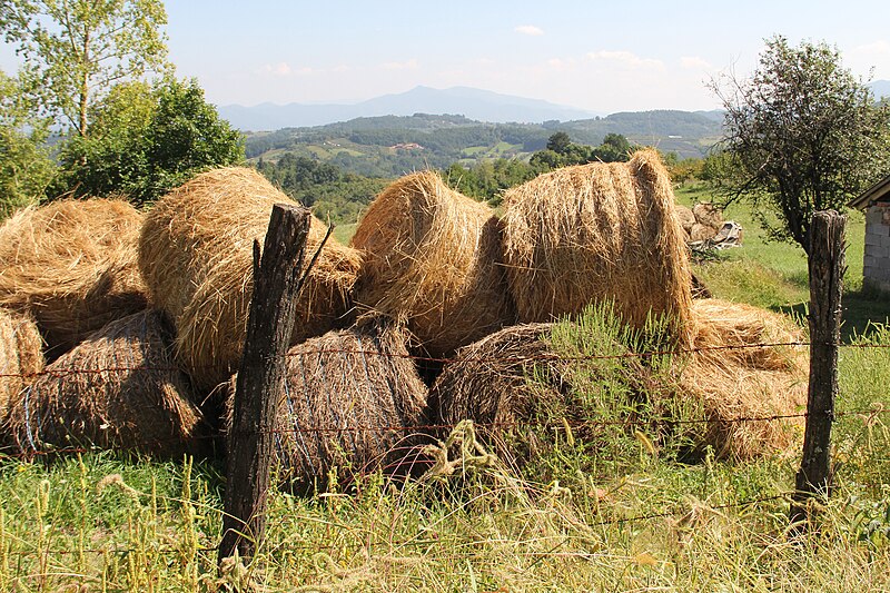 File:Petnica kod Čačka 03.jpg