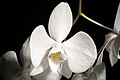 Phalaenopsis sanderiana alba color