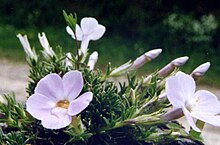 Phlox caespitosa.jpg