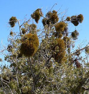 <i>Phoradendron juniperinum</i> species of plant