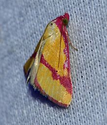 Phytometra ernestinana - Ernestine's Moth (14669346801).jpg