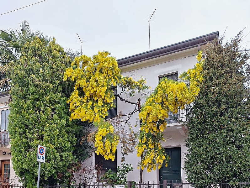 File:Pianta di Mimosa.jpg