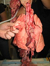 Pig lungs.jpg