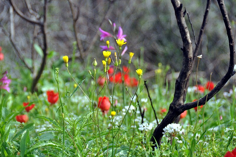 File:PikiWiki Israel 12439 Plants of Israel.jpg