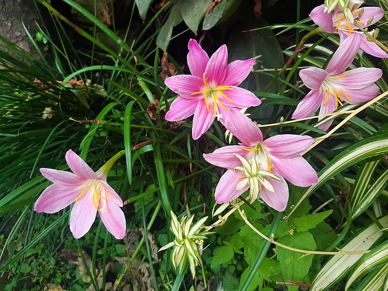 File:Pink Lilium (1).jpg