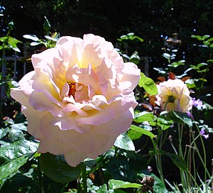 Large Pink rose growing from a garden