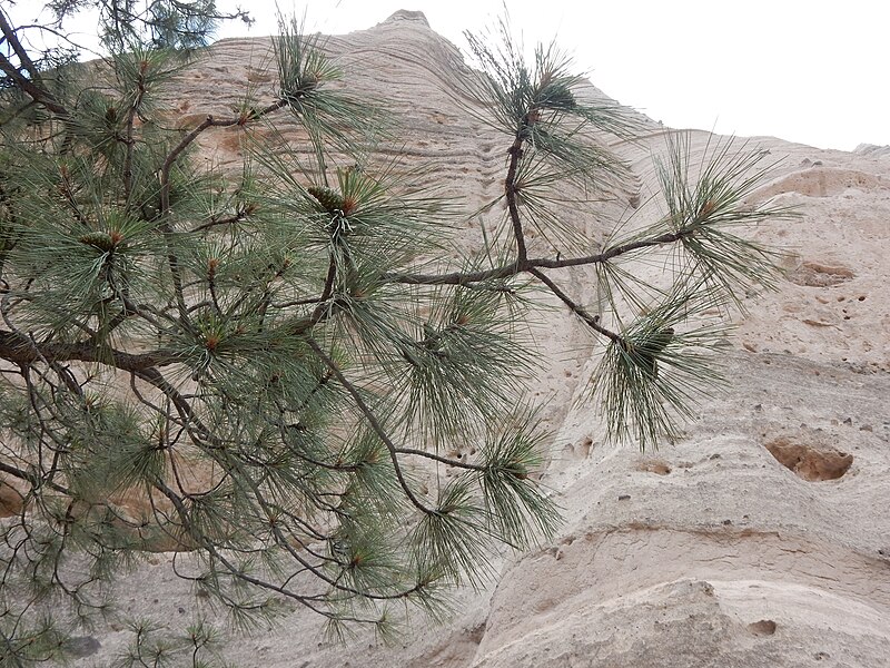 File:Pinus ponderosa var. scopulorum - Rocky Mountain ponderosa pine - Flickr - Matt Lavin.jpg