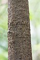 Pittosporum bicolor bark.jpg