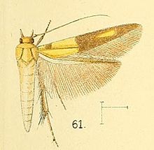 Pl.6-fig.61-Stathmopoda auriferella (Walker, 1864) (син. S..divisa) .jpg