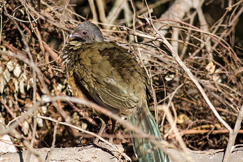 File:Plain chachalaca (46047207064).jpg