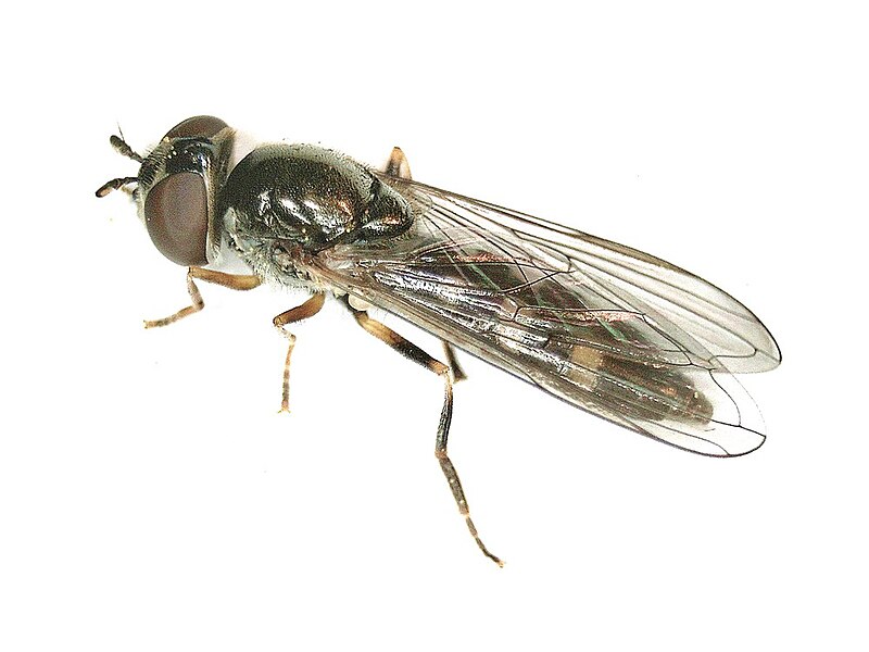 File:Platycheirus scutatus (Syrphidae) - (imago), Elst (Gld), the Netherlands - 2.jpg
