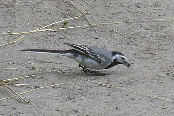 Плиска біла (Motacilla alba)