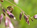 Poa pratensis detail.jpeg