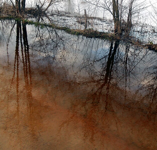 File:Podlasie Bug Gorge Landscape Park Bp51.jpg