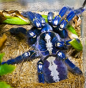 Poecilotheria metallica.jpg adlı resmin açıklaması.