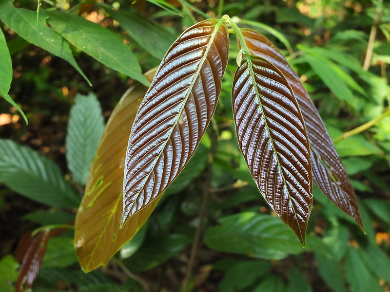 File:Polyalthia fragrans young leaf.JPG