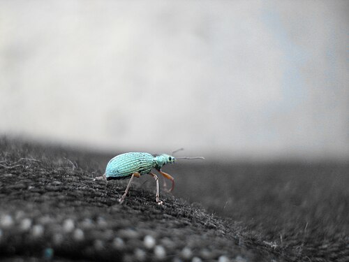 Beetle (Coleoptera), Selective Color