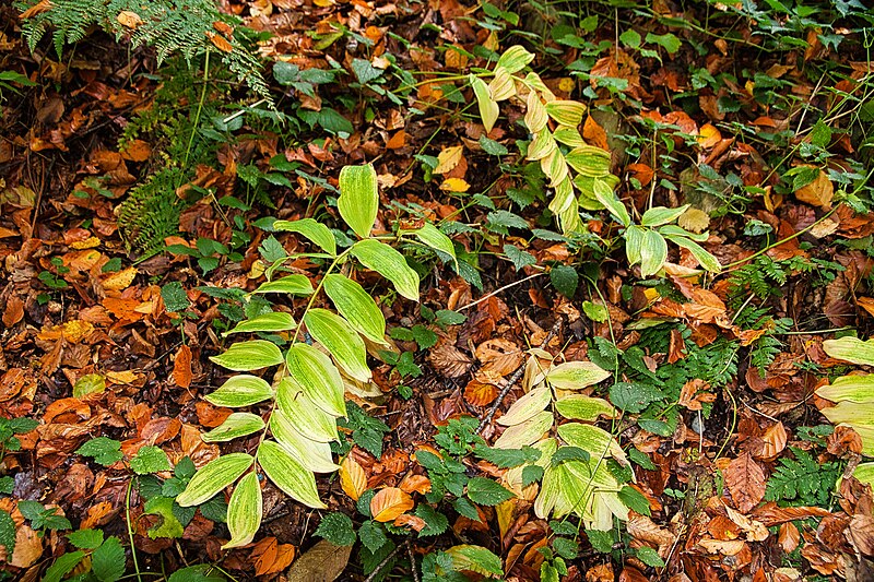 File:Polygonatum multiflorum NLG Buchwald 01.jpg