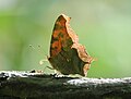 Polygonia interrogationis ("Question Mark Butterfly").