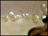 close-up of Polyporus squamosus secretion