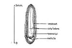 Thumbnail for File:Populus deltoides 18zz.jpg