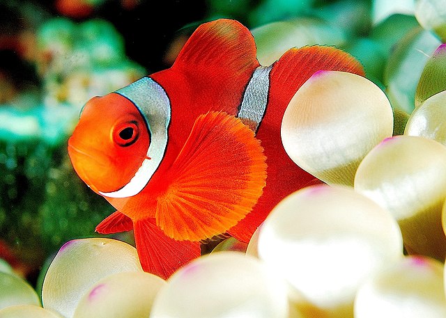 Un jeune poisson clown (Premnas biaculeatus) entre les filaments d'une anémone (Entacmaea quadricolor).