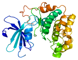 Protéine AKT2 PDB 1gzk.png