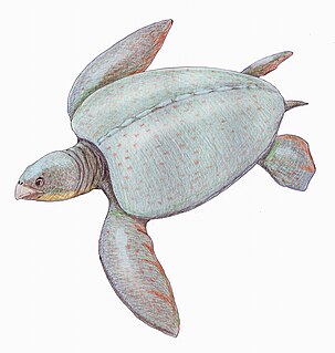 <i>Protosphargis</i> Extinct genus of turtles