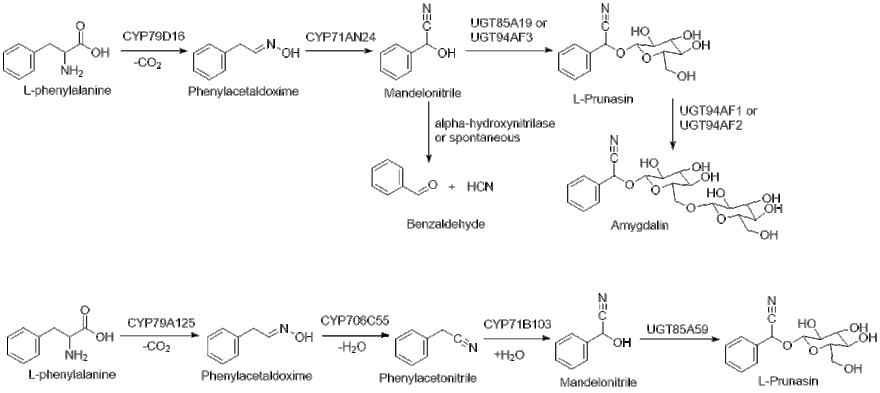 Biosynthetic pathway for the production of (R)-prunasin in Prunus species (top) and Eucalyptus cladocalyx (bottom) Prunasin biosynthetic mechanism.gif