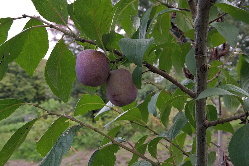File:Prunus domestica, Europese cultuurpruim 'Anna späth'.jpg
