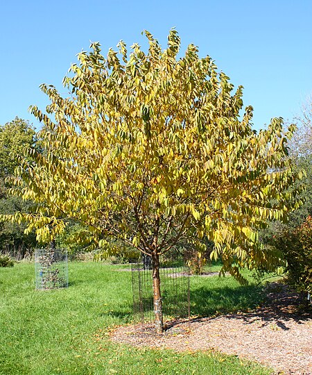 Prunus maximowiczii