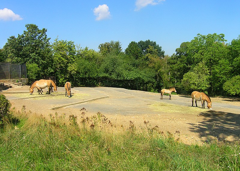 File:Przewalskis horses exposition, Zoo Prague.jpg