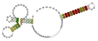 <i>Pseudomonas</i> rnk leader