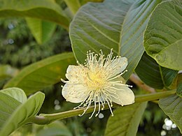 Apple Guava Psidium guajava fruit and leaves