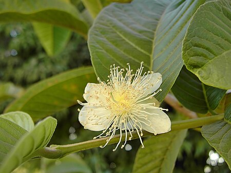 Tập_tin:Psidium_guajava.jpg