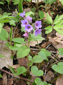 Dziedniecības lakacis (Pulmonaria officinalis)