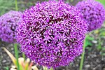 Miniatura para Allium giganteum