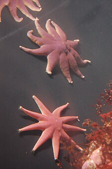 S. endeca at the New England Aquarium, Boston Purple sun stars, Boston Aquarium.jpg