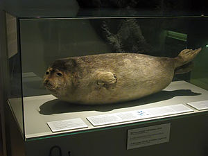 Geprepareerde Saimaa ringelrob in het Helsinki Natural History Museum