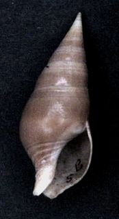 <i>Pusionella vulpina</i> species of mollusc