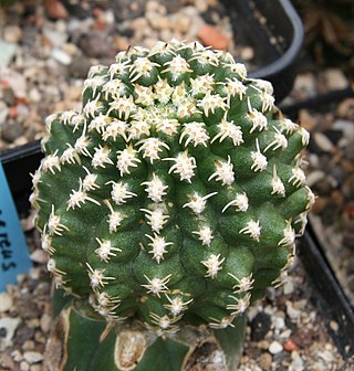 <i>Haageocereus bieblii</i> Species of plant