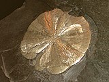 "Пірытавы долар", здабыты ў штаце Арызона, дыяметр 10 см