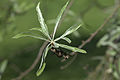 Pyrus salicifolia 'Pendula' 02.jpg