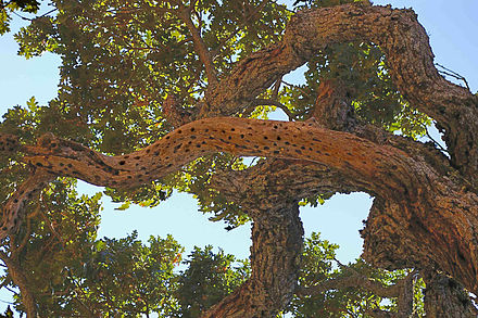 Branch of a valley oak showing a woodpecker granary