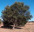 Quercus suber (Sughera)