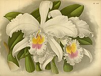 plate 497 Cattleya labiata